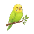 Sunny the budgie